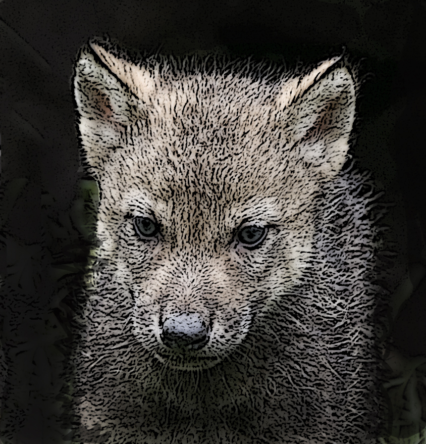 Wolfswelpen ( Canis Lupus )