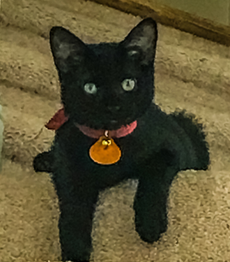 A SRT Session: Clearing a Client's Allergies to Cats