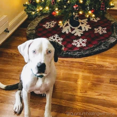 Rafa's Story: Surrogate Healing for a Dog with a Broken Heart